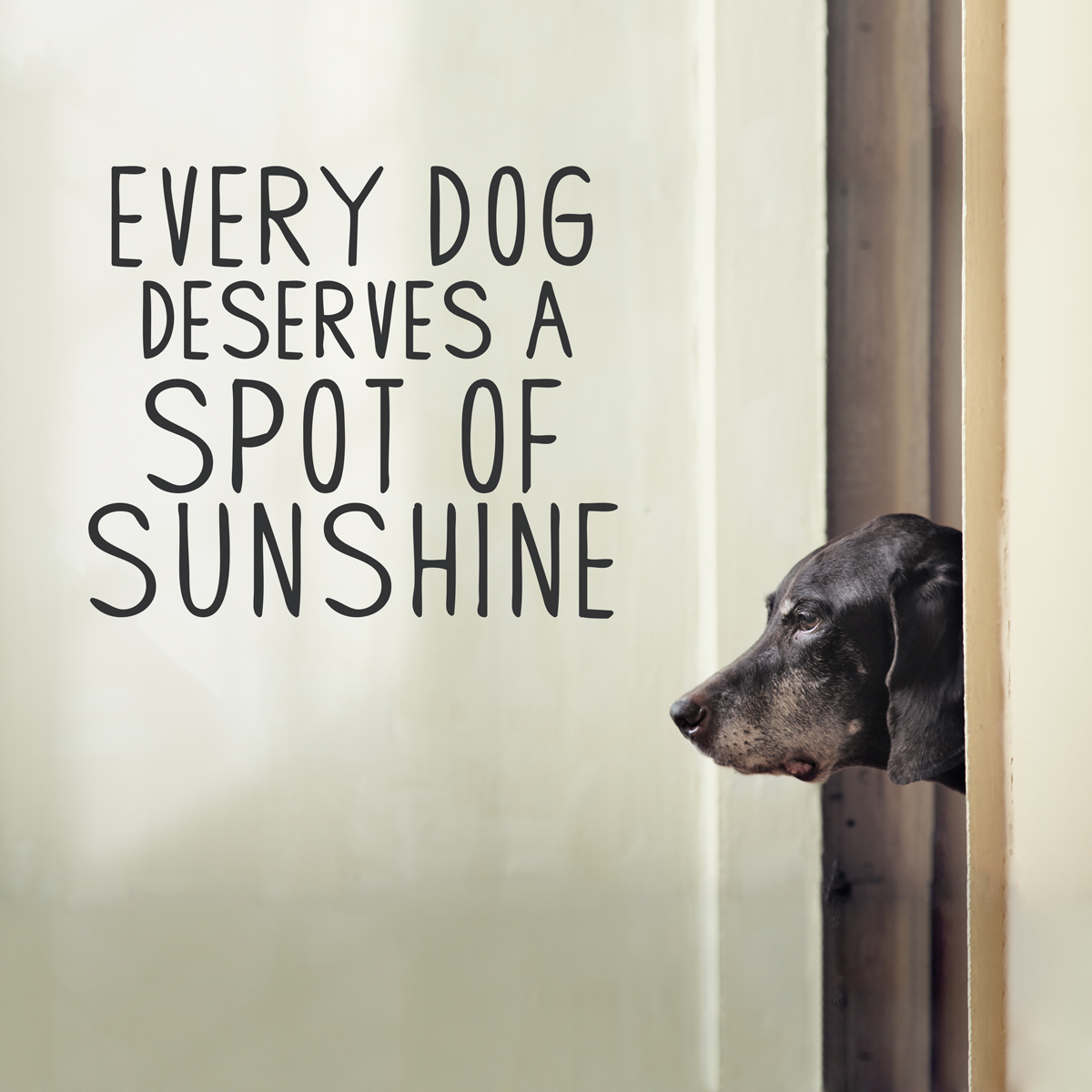 Every Dog Deserves a Spot of Sunshine Wall Quote Decal