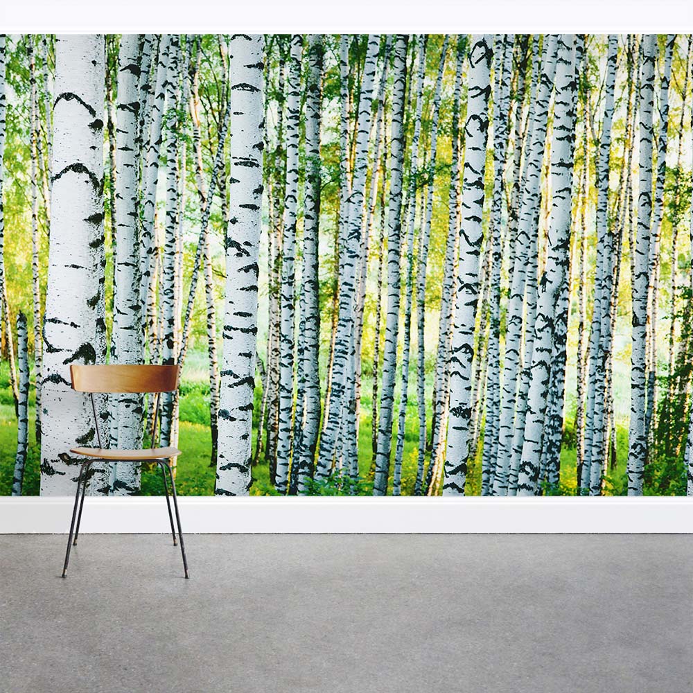 Birch Tree Trunks Mural  Birch Trees Wallpaper - Murals Your Way