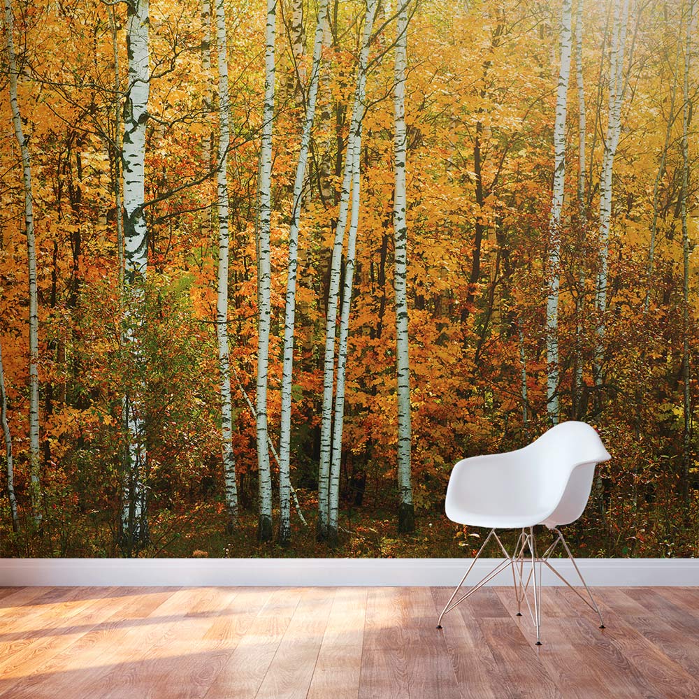 Autumn Birch Tree Forest Wall Mural