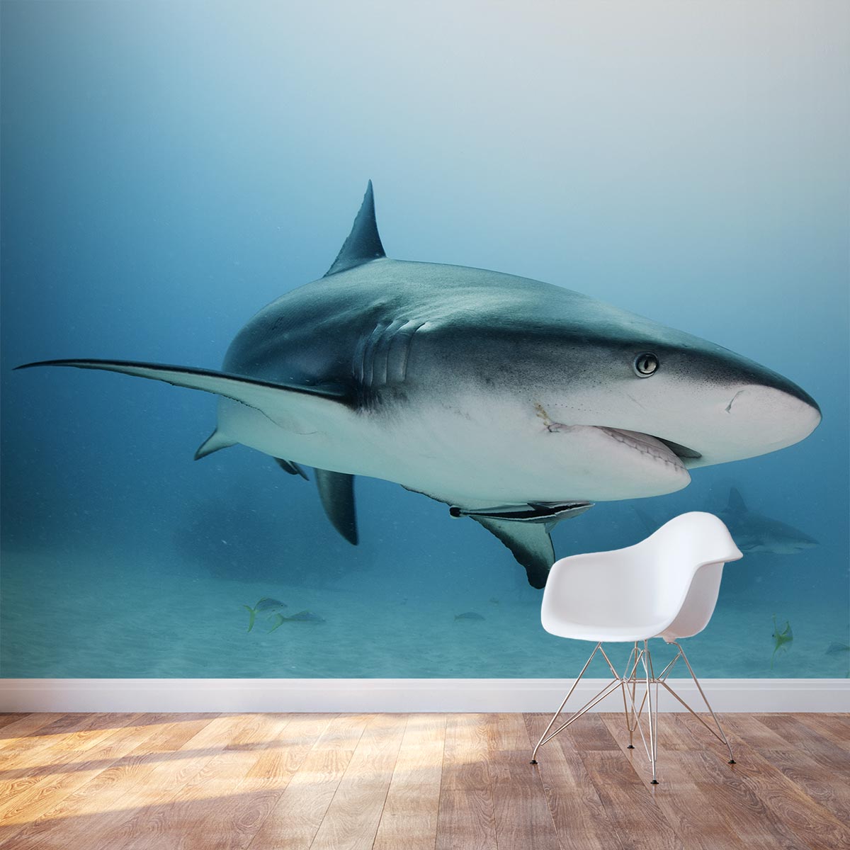 Caribbean Reef Shark Wall Mural  Shark Wall Sticker  Wallums