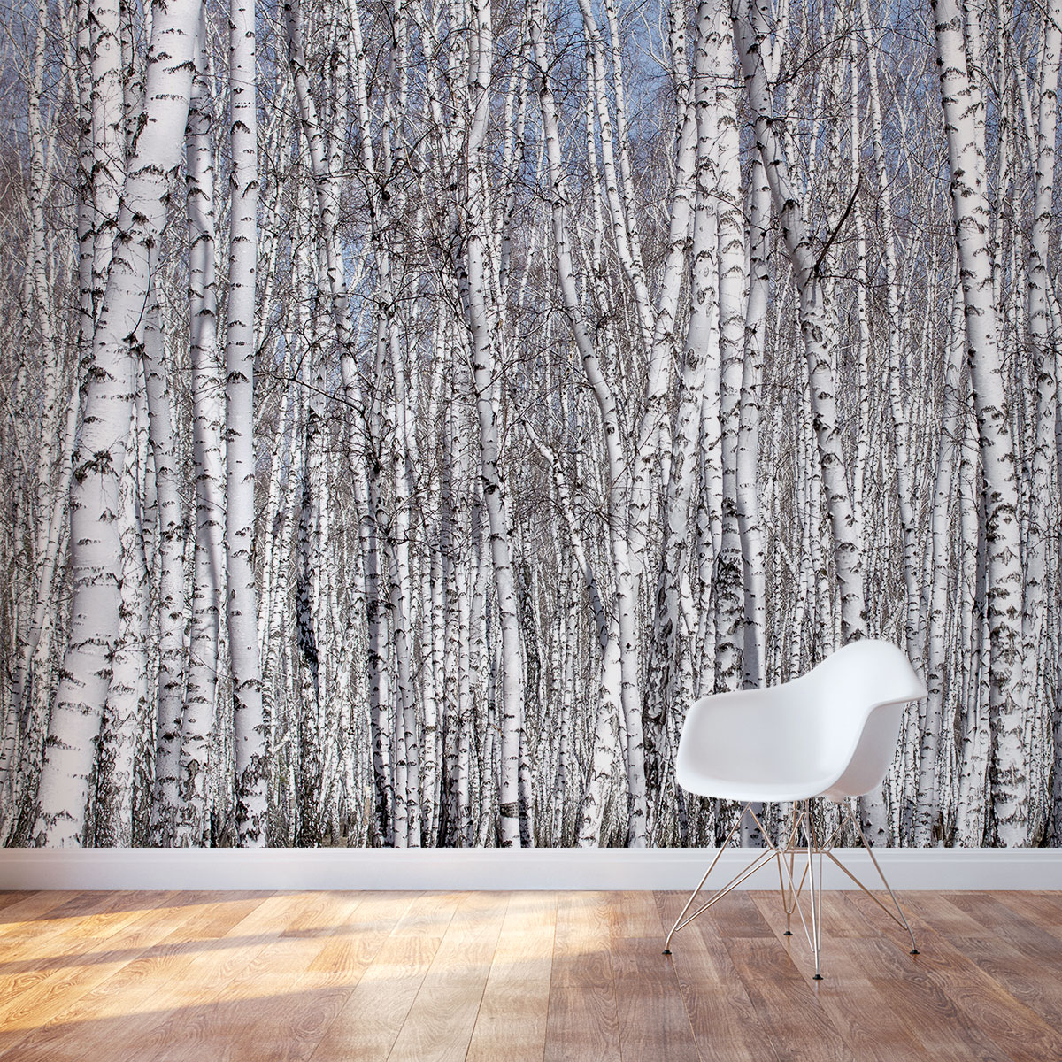 White Birch Trees Mural