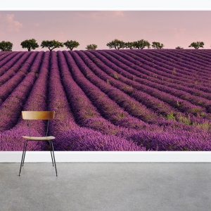 Blooming French Lavender Wall Mural