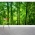 Chinese Timber Bamboo Trees Wall Mural