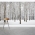 Winter Birch Tree Forest Wall Mural