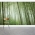 Bamboo Grove Wall Mural