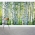 Dense Birch Tree Forest Wall Mural