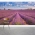 French Lavender Field Wall Mural