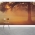 Sunset Tree Wall Mural