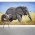 Mama and Baby Elephant Wall Mural