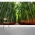 Bamboo Path Wall Mural