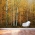 Autumn Birch Tree wall mural