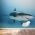 Caribbean Reef Shark Wall Mural