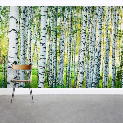 Dense Birch Tree Forest Wall Mural