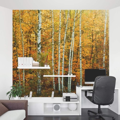 Fall Birch Tree wall mural