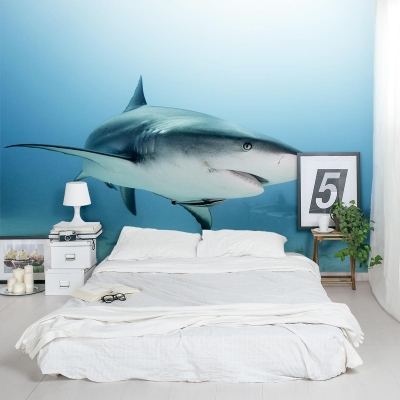 Caribbean Reef Shark Wall Mural