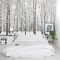 Winter Birch Tree Forest Wall Mural