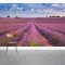 Blooming French Lavender Wall Mural