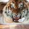 Siberian Tiger Wall Mural